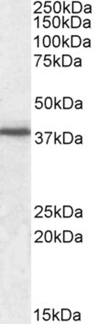43-127 staining (2ug/ml) of Jurkat lysate (RIPA buffer, 35ug total protein per lane) . Primary incubated for 1 hour. Detected by western blot using chemiluminescence.
