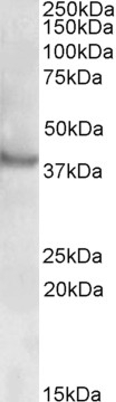 43-128 staining (0.5ug/ml) of Human Bone Marrow lysate (RIPA buffer, 35ug total protein per lane) . Primary incubated for 1 hour. Detected by western blot using chemiluminescence.