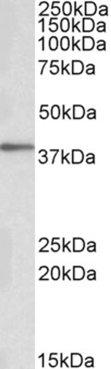 43-129 (0.5ug/ml) staining of Human Cerebellum lysate (35ug protein in RIPA buffer) . Primary incubation was 1 hour. Detected by chemiluminescence.