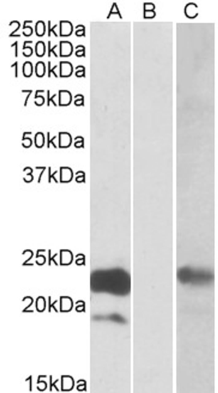 43-140 (5ug/ml) staining of paraffin embedded Rat Cerebral Cortex (A) and Rat Hippocampus (B) , CRY-staining with DAPI nuclear counter stain in blue. Antigen retrieval with citrate buffer pH 6 at 95-98C.