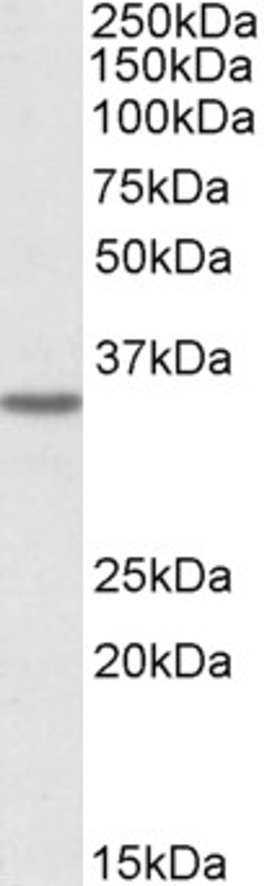 43-140 (3ug/ml) staining of paraffin embedded Human Cortex. Steamed antigen retrieval with citrate buffer pH 6, AP-staining.