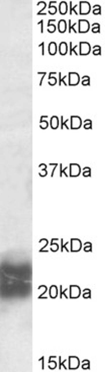 43-142 (0.3ug/ml) staining of Mouse Spleen lysate (35ug protein in RIPA buffer) . Primary incubation was 1 hour. Detected by chemiluminescence.