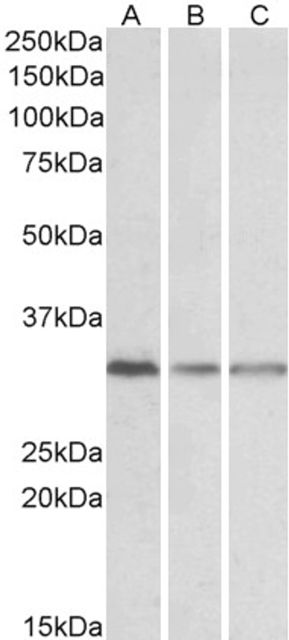 HEK293 lysate (10ug protein in RIPA buffer) overexpressing Human POU2AF1 with DYKDDDDK tag probed with 43-149 (0.5ug/ml) in Lane A and probed with anti- DYKDDDDK Tag (1/3000) in lane C. Mock-transfected HEK293 probed with 43-149 (1mg/ml) in Lane B. Prim