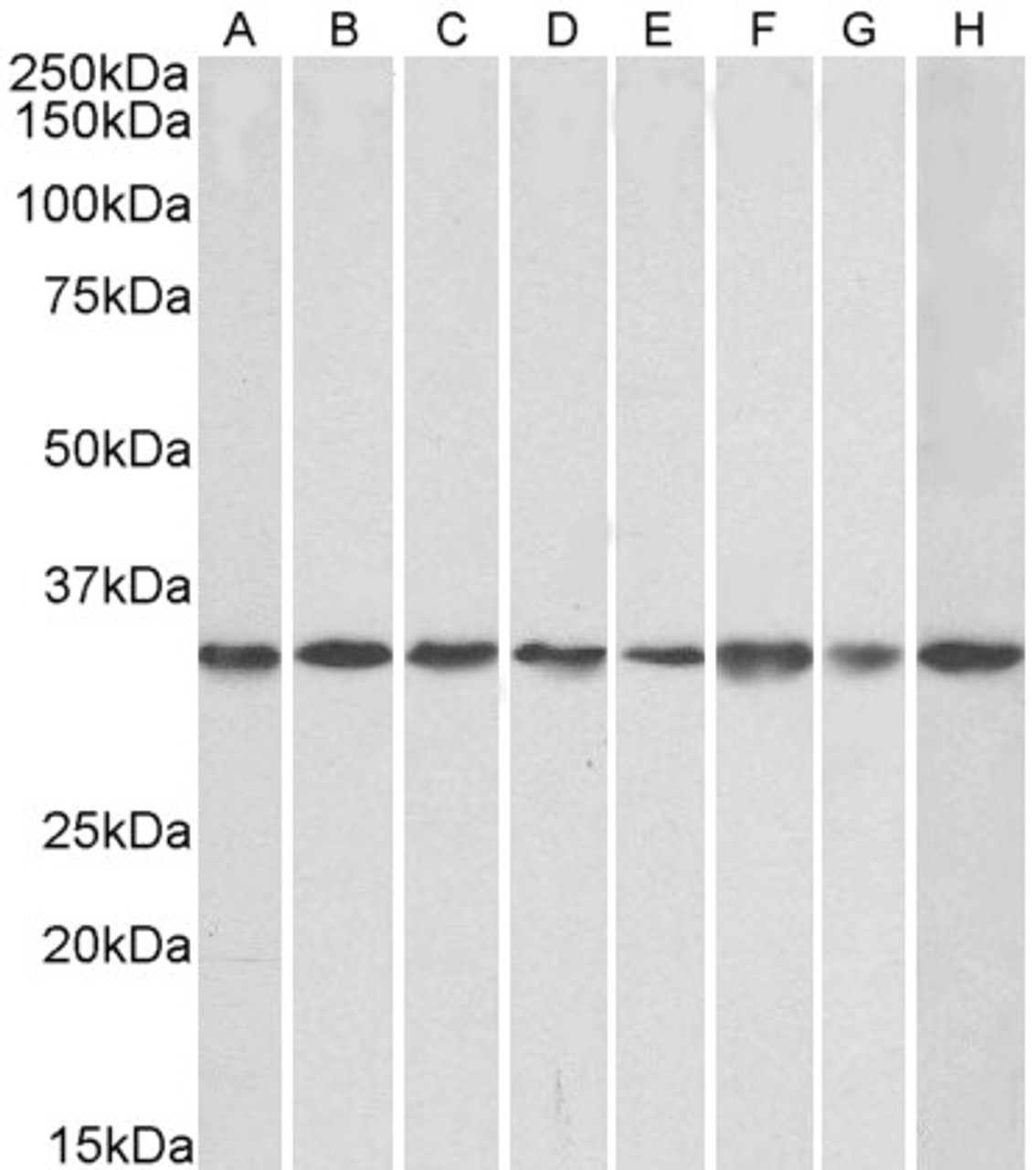 43-149 (0.3ug/ml) staining of Daudi lysate (35ug protein in RIPA buffer) . Primary incubation was 1 hour. Detected by chemiluminescence.