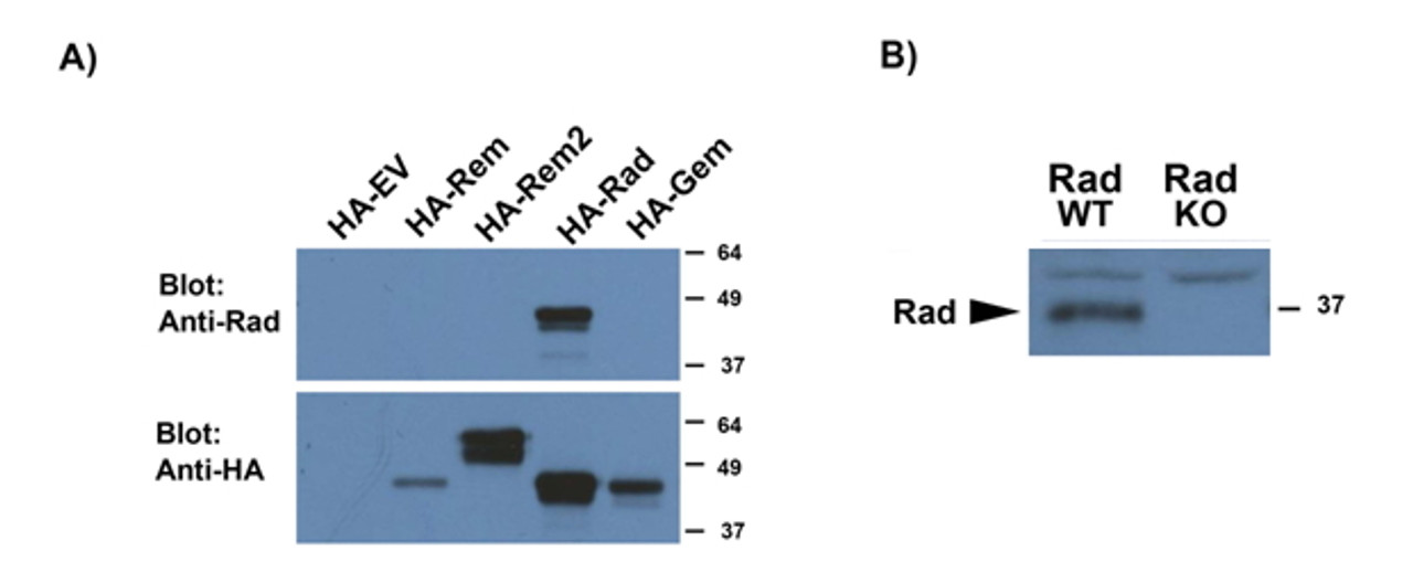 43-153 (0.3ug/ml) staining of K562 (A) , Molt4 (B) and NIH3T3 (C) lysate (35ug protein in RIPA buffer) . Primary incubation was 1 hour. Detected by chemiluminescence.