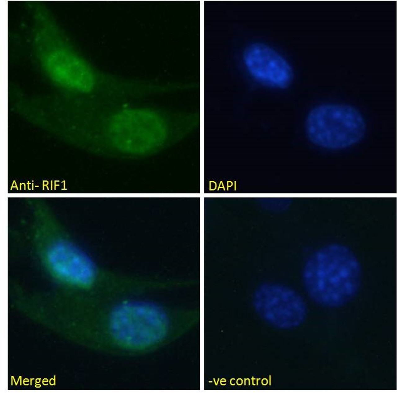 43-154 (5ug/ml) staining of paraffin embedded Human Kidney. Steamed antigen retrieval with citrate buffer pH 6, AP-staining.