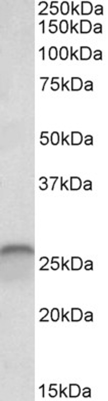 43-155 (0.3ug/ml) staining of MOLT4 lysate (35ug protein in RIPA buffer) . Primary incubation was 1 hour. Detected by chemiluminescence.