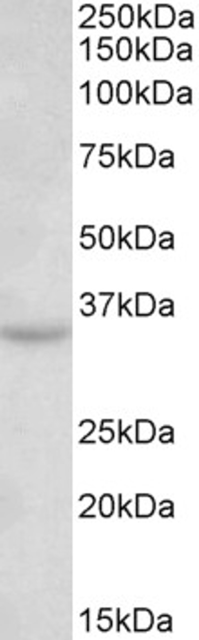 43-162 (0.1ug/ml) staining of A549 lysate (35ug protein in RIPA buffer) . Primary incubation was 1 hour. Detected by chemiluminescence.