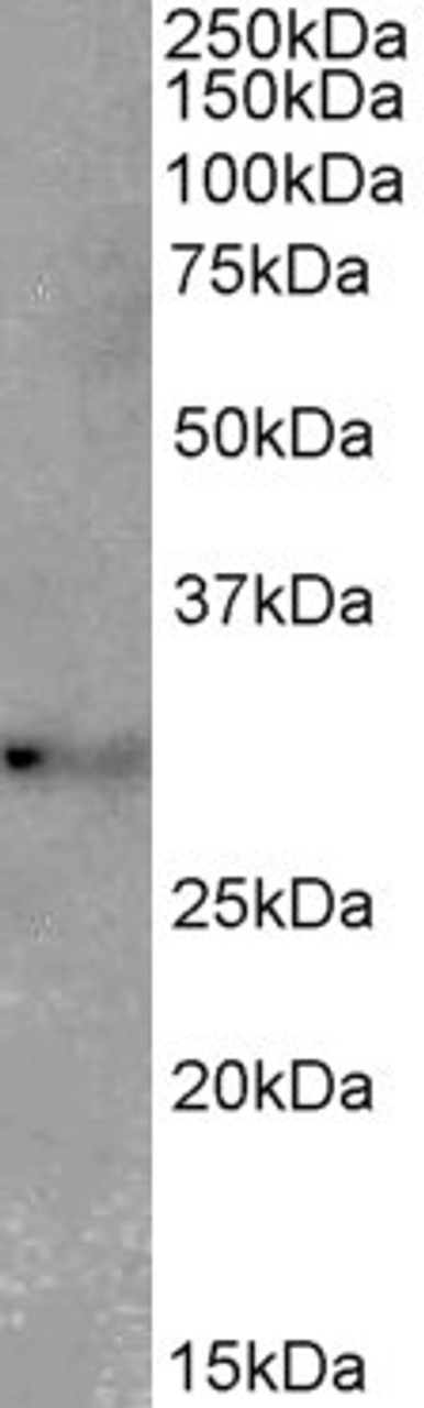 43-163 (2ug/ml) staining of Mouse (A) and Rat (B) Brain lysates (35ug protein in RIPA buffer) . Primary incubation was 1 hour. Detected by chemiluminescence.