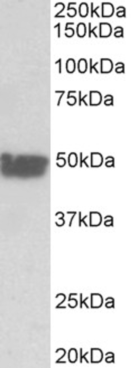 43-164 (2ug/ml) staining of NIH3T3 cell lysate (35ug protein in RIPA buffer) . Primary incubation was 1 hour. Detected by chemiluminescence.