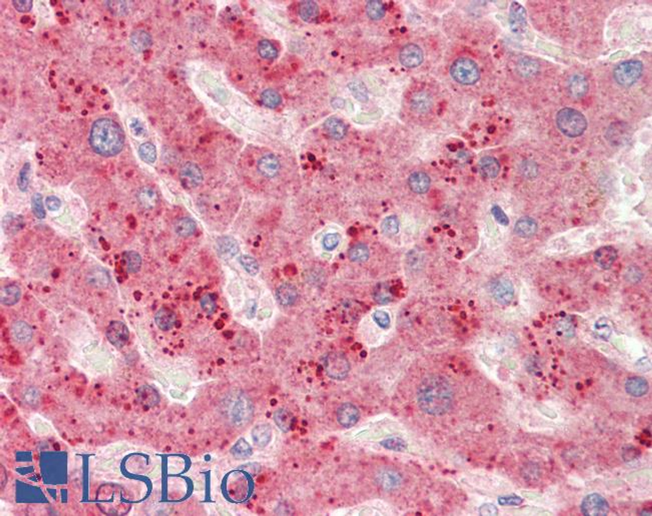43-174 (5ug/ml) staining of paraffin embedded Human Tonsil. Steamed antigen retrieval with citrate buffer pH 6, AP-staining.