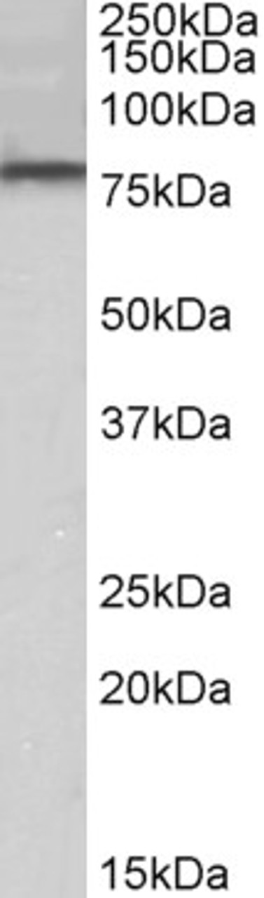 43-175 (0.1ug/ml) staining of Human Cerebellum lysate (35ug protein in RIPA buffer) . Detected by chemiluminescence.