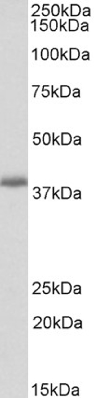 43-177 (0.5ug/ml) staining of Human Cerebellum lysate (35ug protein in RIPA buffer) . Primary incubation was 1 hour. Detected by chemiluminescence.