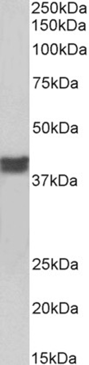 43-185 (1ug/ml) staining of Daudi lysate (35ug protein in RIPA buffer) . Detected by chemiluminescence.