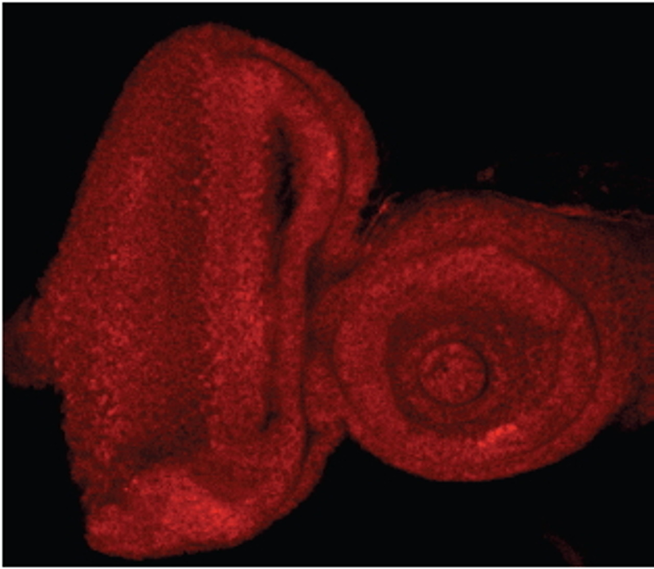 43-187 (0.5ug/ml) staining of Human Prostate lysate (35ug protein in RIPA buffer) with (B) and without (A) blocking with the immunizing peptide. Primary incubation was 1 hour. Detected by chemiluminescence.