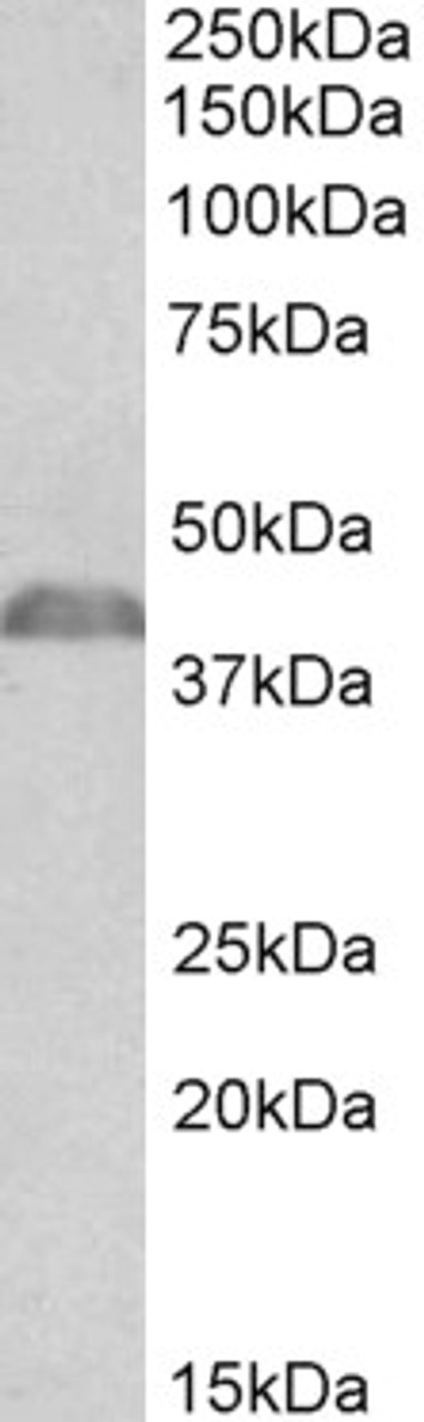 43-190 Flow cytometric analysis of paraformaldehyde fixed HeLa cells (blue line) , permeabilized with 0.5% Triton. Primary incubation 1hr (10ug/ml) followed by Alexa Fluor 488 secondary antibody (1ug/ml) . IgG control: Unimmunized goat IgG (black line) fol