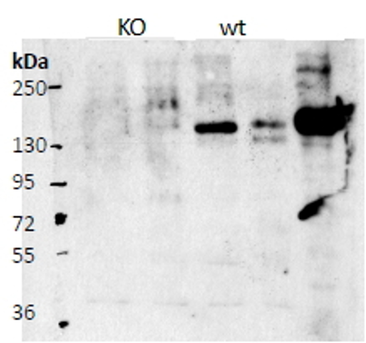 43-192 (0.3ug/ml) staining of Human (A) and Mouse (B) Pancreas lysate (35ug protein in RIPA buffer) . Detected by chemiluminescence.