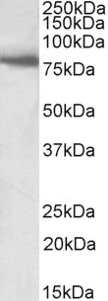 43-195 (0.1ug/ml) staining of Human Tonsil lysate (35ug protein in RIPA buffer) . Primary incubation was 1 hour. Detected by chemiluminescence.