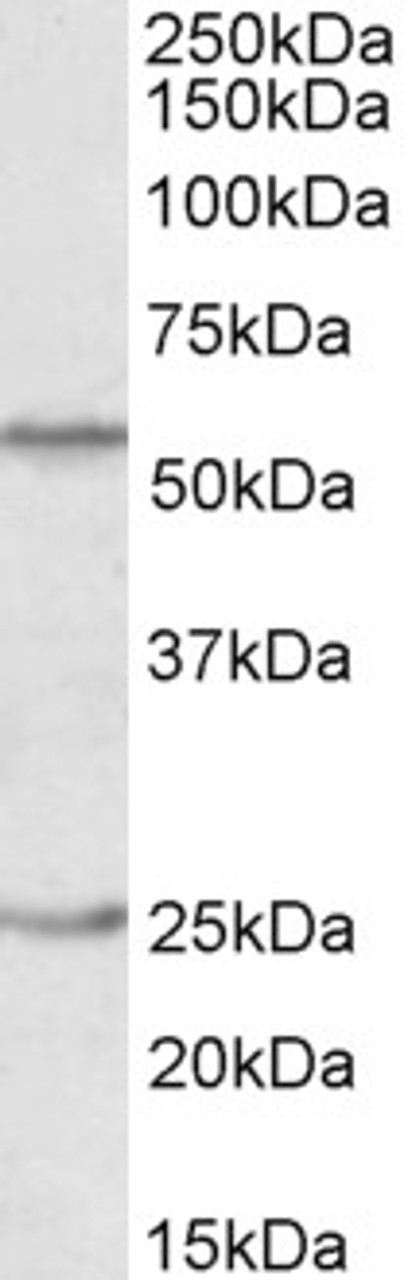 43-204 (0.01ug/ml) staining of Human Frontal Cortex lysate (35ug protein in RIPA buffer) . Primary incubation was 1 hour. Detected by chemiluminescence.