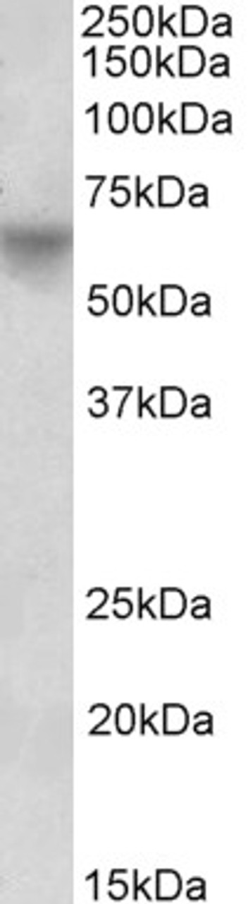 43-204 (0.1ug/ml) staining of Mouse Brain lysate (~5ug protein in SDSPAGE buffer) . The left panel shows the same blot stained with Ponceau red for total protein stain as the loading control before labelling. Primary incubation was 1 hour. Detected by che