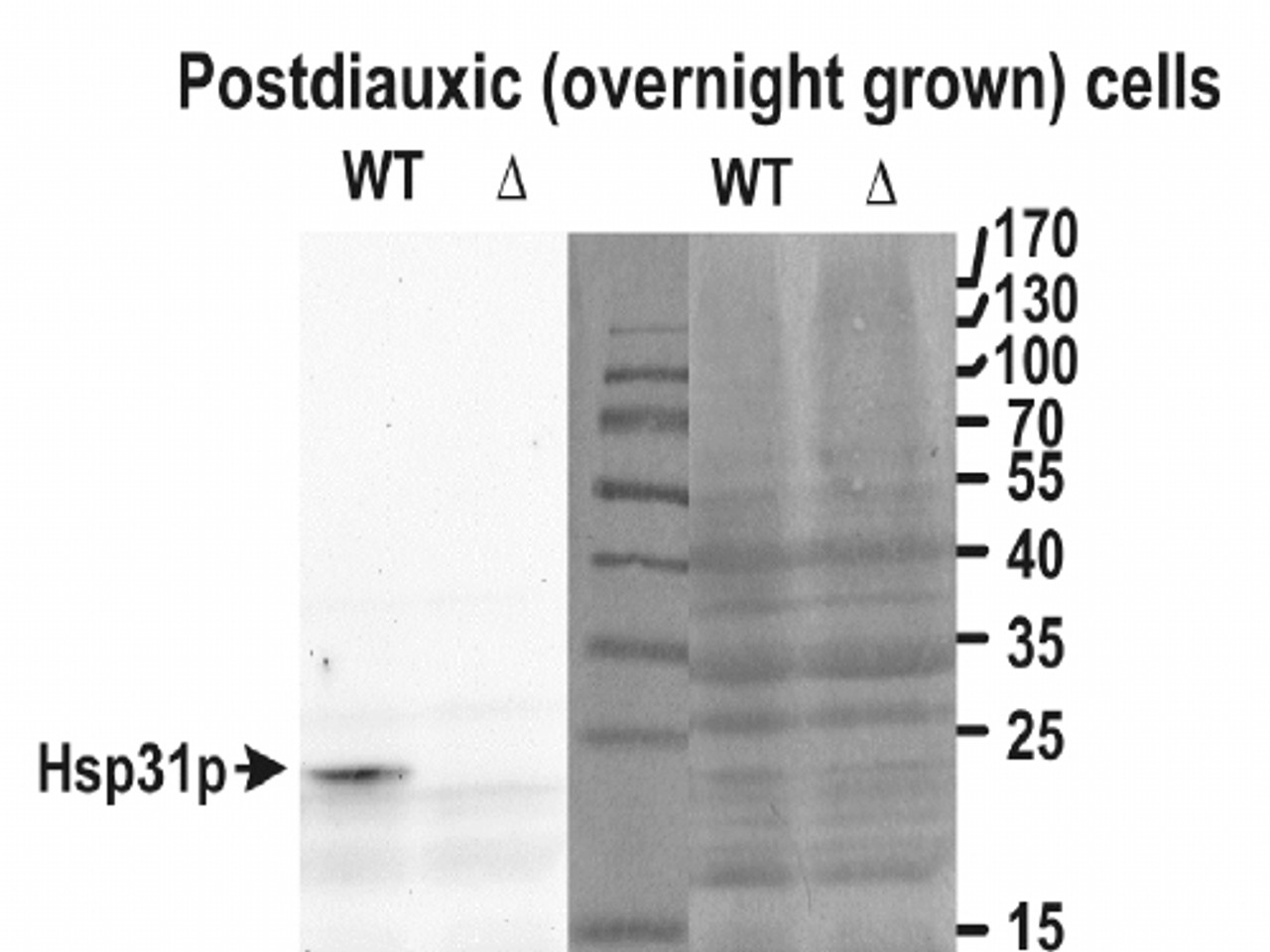 43-206 (5ug/ml) staining of paraffin embedded Human Testis. Steamed antigen retrieval with citrate buffer pH 6, AP-staining.