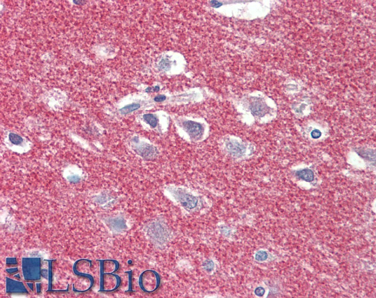 43-209 (5ug/ml) staining of paraffin embedded Human Small Intestine. Steamed antigen retrieval with citrate buffer pH 6, AP-staining.