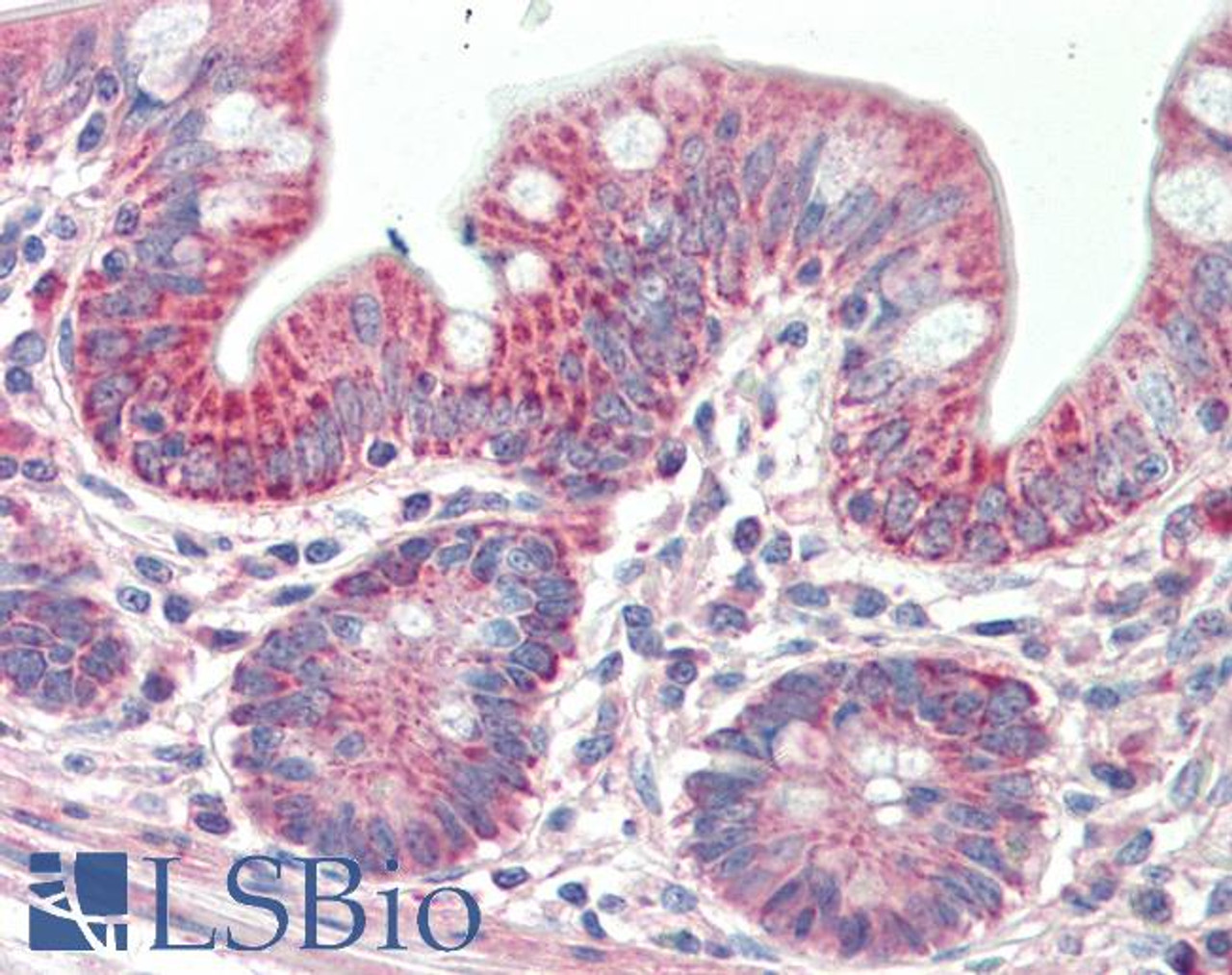 43-213 (5ug/ml) staining of paraffin embedded Human Spleen. Steamed antigen retrieval with citrate buffer pH 6, AP-staining.