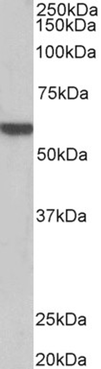 43-218 (0.1ug/ml) staining of K562 lysate (35ug protein in RIPA buffer) . Primary incubation was 1 hour. Detected by chemiluminescence.