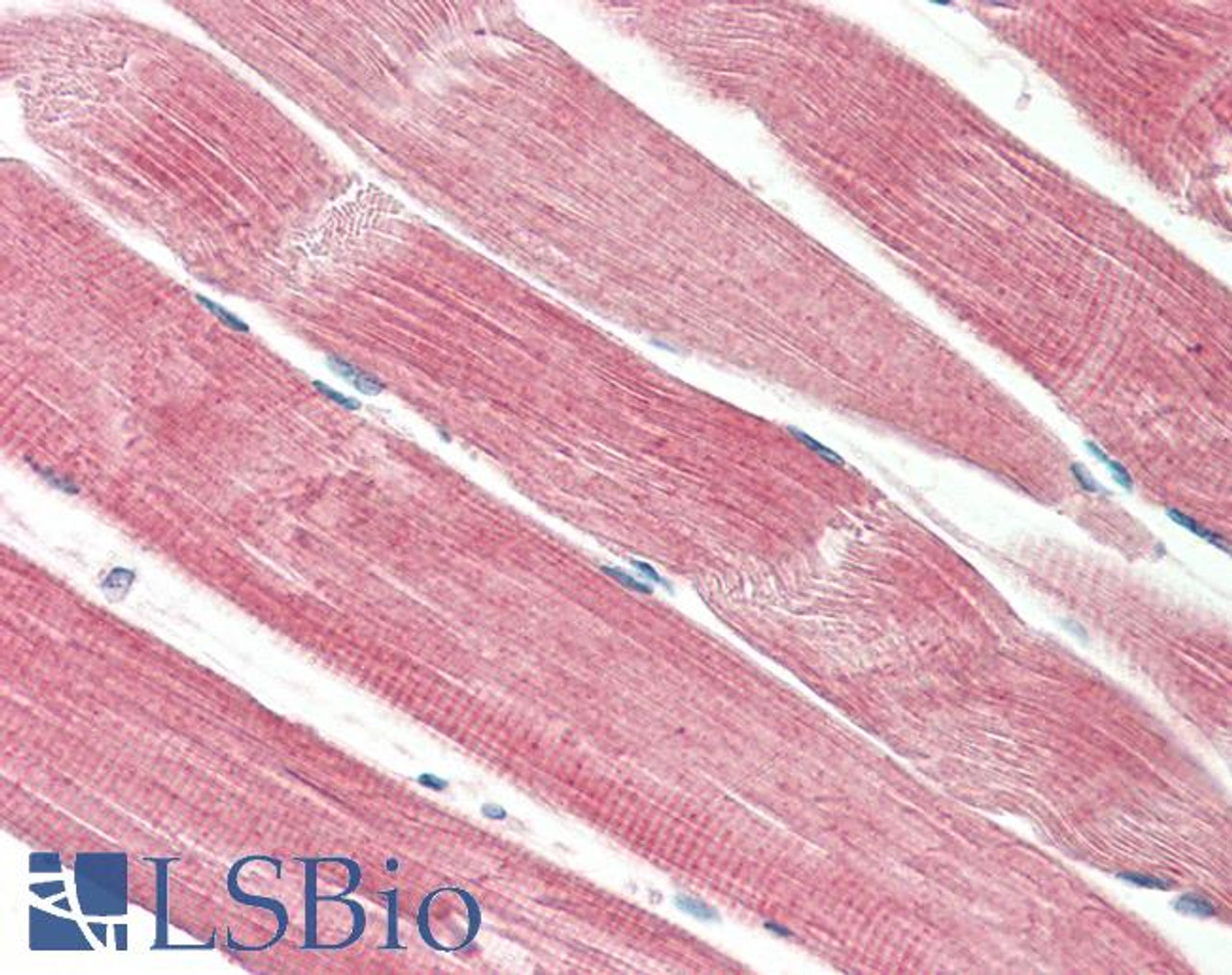 43-218 (5ug/ml) staining of paraffin embedded Human Kidney. Steamed antigen retrieval with citrate buffer pH 6, AP-staining.