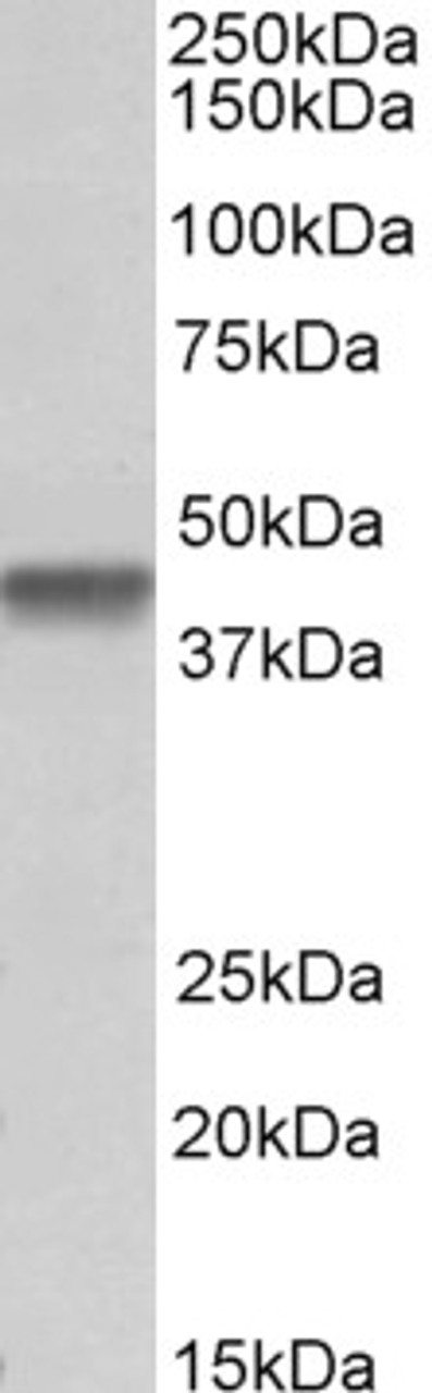 43-220 (0.5ug/ml) staining of Human Liver lysate (35ug protein in RIPA buffer) . Detected by chemiluminescence.