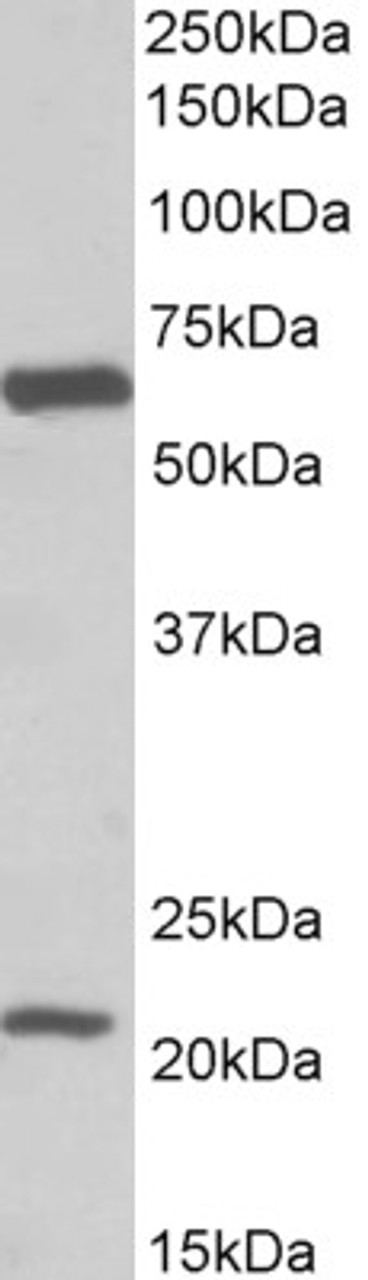 43-220 (5ug/ml) staining of paraffin embedded Human Small Intestine. Steamed antigen retrieval with citrate buffer pH 6, AP-staining.