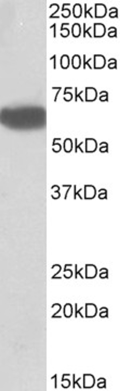 43-225 (0.1ug/ml) staining of Human Frontal Cortex lysate (35ug protein in RIPA buffer) with (B) and without (A) blocking with the immunizing peptide. Primary incubation was 1 hour. Detected by chemiluminescence.