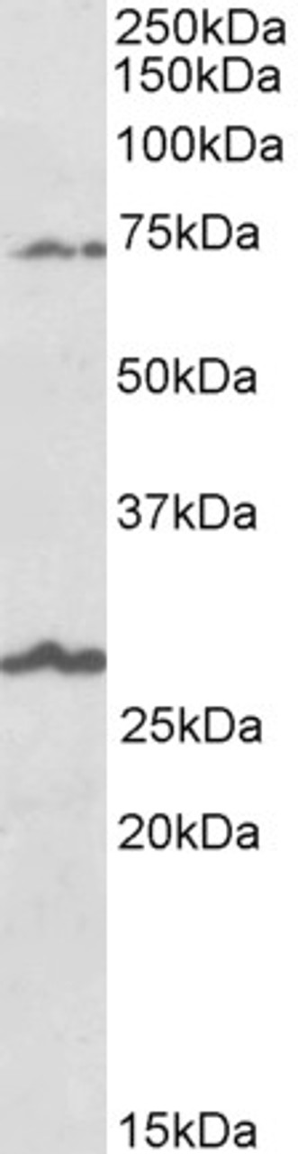 43-236 (2ug/ml) staining of Human Hippocampus lysate (35ug protein in RIPA buffer) . Primary incubation was 1 hour. Detected by chemiluminescence.