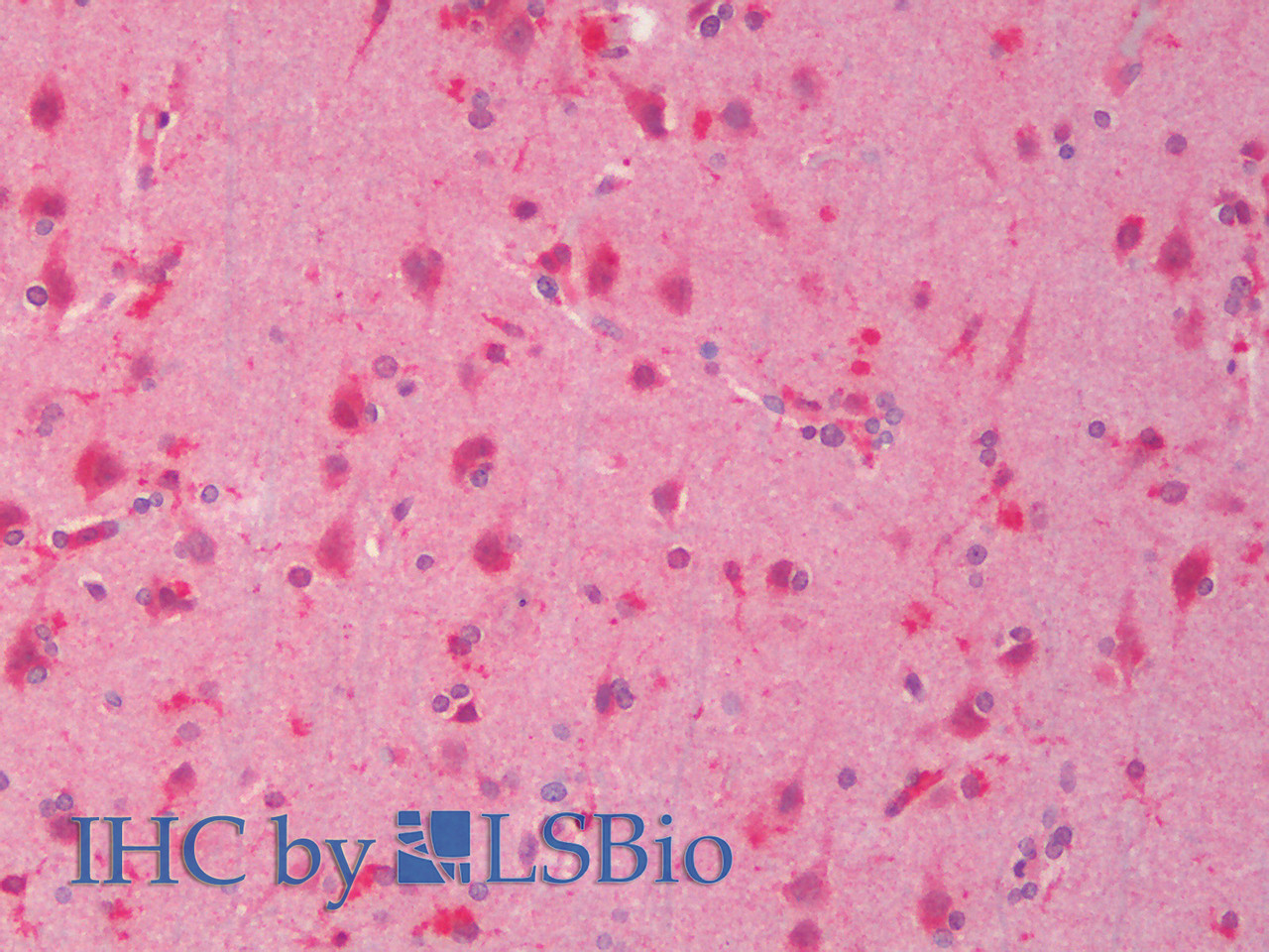 43-244 (0.1ug/ml) staining of Human (A) , (0.03ug/ml) Mouse (B) , (0.1ug/ml) Rat (C) and Pig (D) Heart lysate (35ug protein in RIPA buffer) . Detected by chemiluminescence.