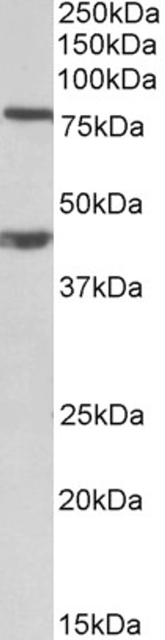 43-247 (10ug/ml) staining of paraffin embedded Human Testis. Steamed antigen retrieval with citrate buffer pH 6, AP-staining.