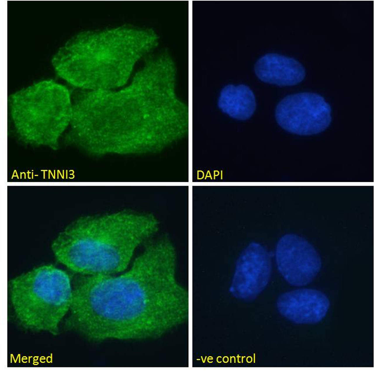 43-250 (2ug/ml) staining of NIH3T3 nuclear lysate (35ug protein in RIPA buffer) . Primary incubation was 1 hour. Detected by chemiluminescence.