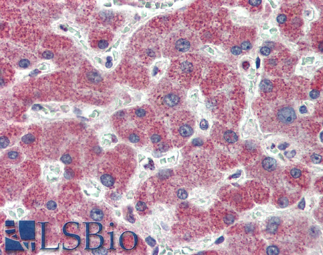 45-074 (3.75ug/ml) staining of paraffin embedded Human Heart. Steamed antigen retrieval with citrate buffer pH 6, AP-staining.