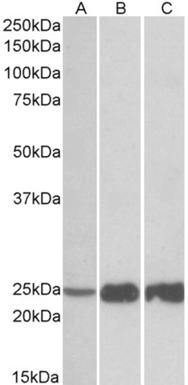 43-256 (5ug/ml) staining of paraffin embedded Human Kidney. Steamed antigen retrieval with citrate buffer pH 6, AP-staining.