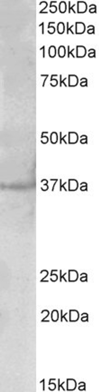 43-260 (0.1ug/ml) staining of nuclear HeLa lysate (35ug protein in RIPA buffer) . Primary incubation was 1 hour. Detected by chemiluminescence.