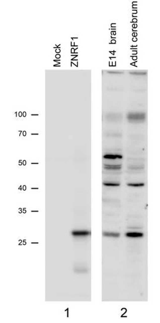 43-262 (0.05ug/ml) staining of Mouse fetal Brain lysate (35ug protein in RIPA buffer) . Primary incubation was 1 hour. Detected by chemiluminescence.