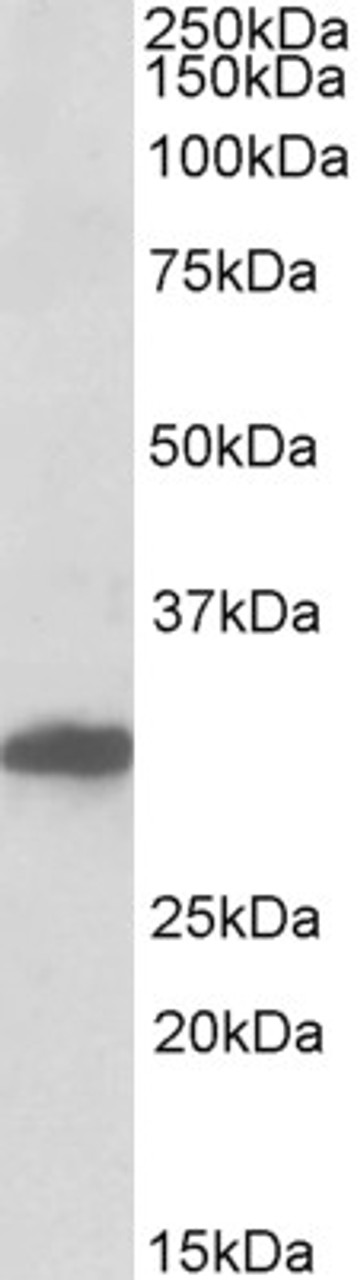 43-264 (1ug/ml) staining of NIH3T3 lysate (35ug protein in RIPA buffer) . Detected by chemiluminescence.