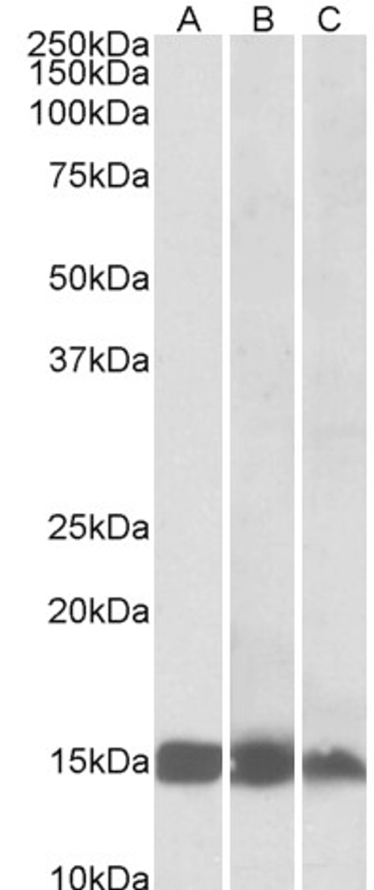 43-272 (5ug/ml) staining of paraffin embedded Human Heart. Steamed antigen retrieval with citrate buffer pH 6, AP-staining.