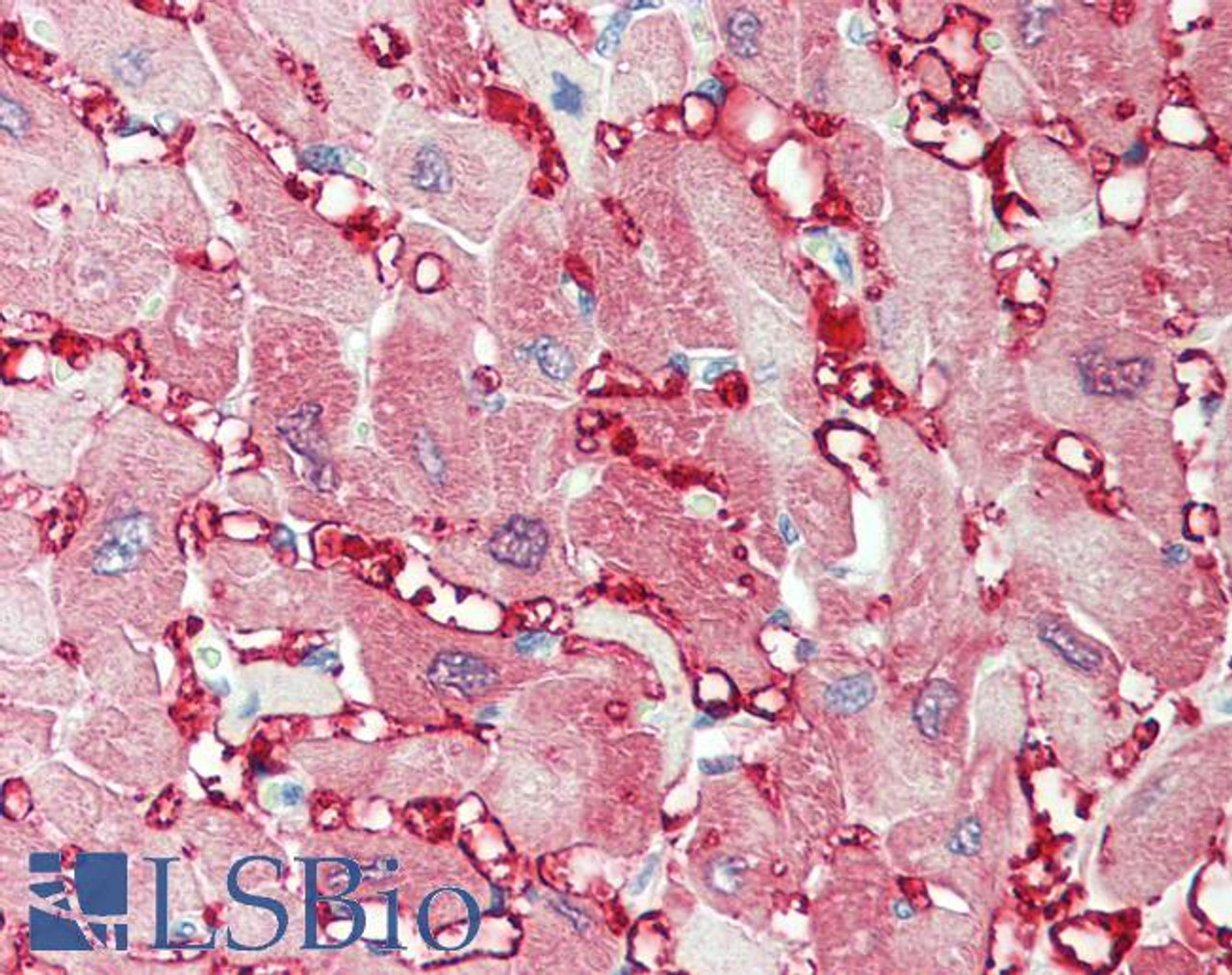 43-273 (5ug/ml) staining of paraffin embedded Human Tonsil. Steamed antigen retrieval with citrate buffer pH 6, AP-staining.