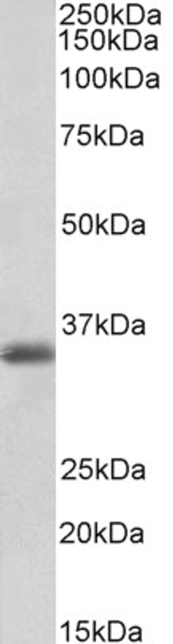 43-276 (1ug/ml) staining of Human Heart lysate (35ug protein in RIPA buffer) . Primary incubation was 1 hour. Detected by chemiluminescence.