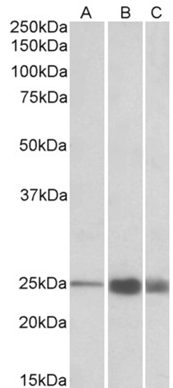 43-277 (0.01ug/ml) staining of nuclear Jurkat lysate (35ug protein in RIPA buffer) . Primary incubation was 1 hour. Detected by chemiluminescence.