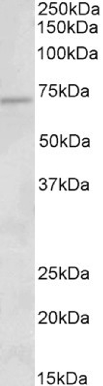 43-297 (2ug/ml) staining of Jurkat lysate (35ug protein in RIPA buffer) . Primary incubation was 1 hour. Detected by chemiluminescence.