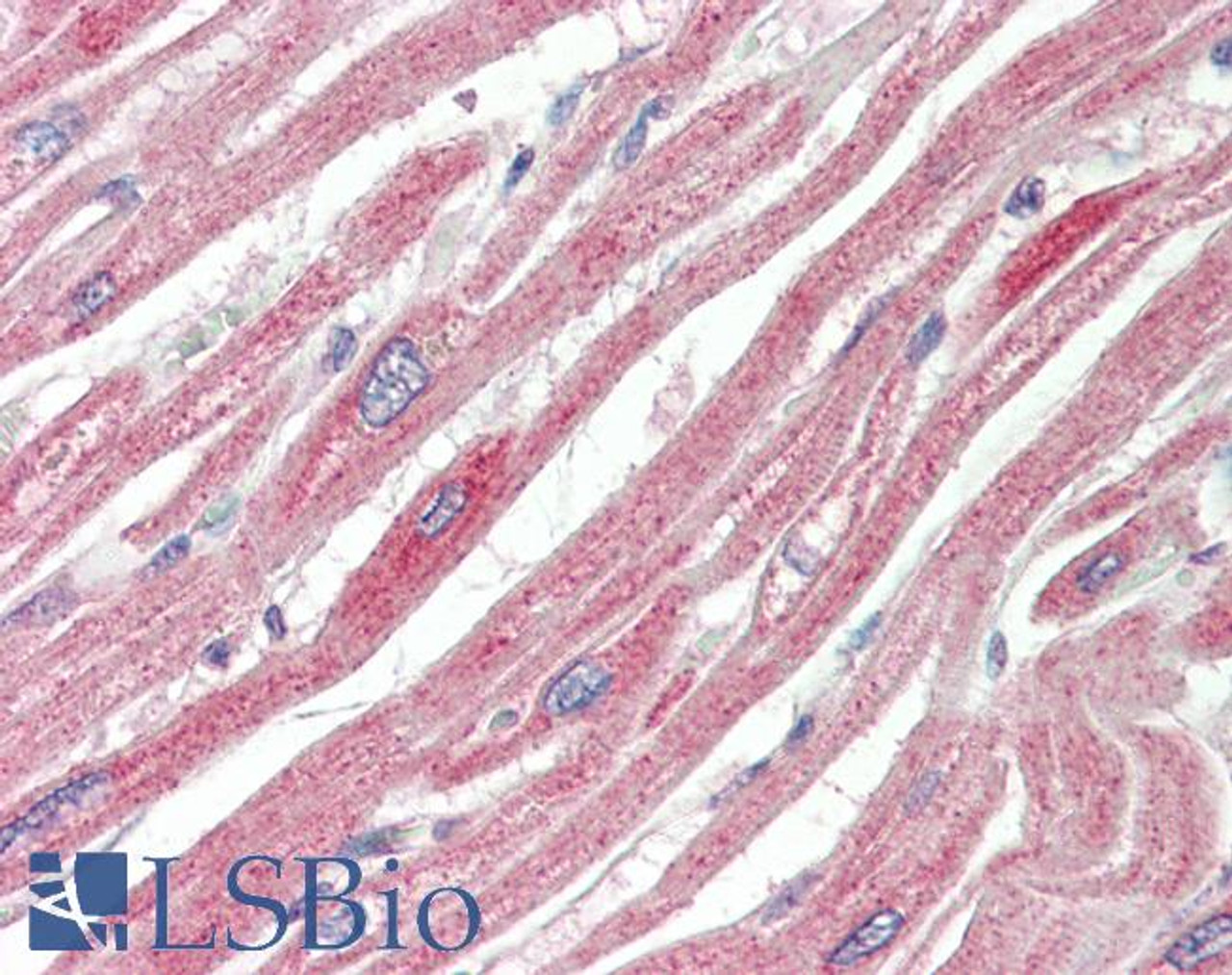 43-299 (2ug/ml) staining of HeLa lysate (35ug protein in RIPA buffer) . Detected by chemiluminescence.