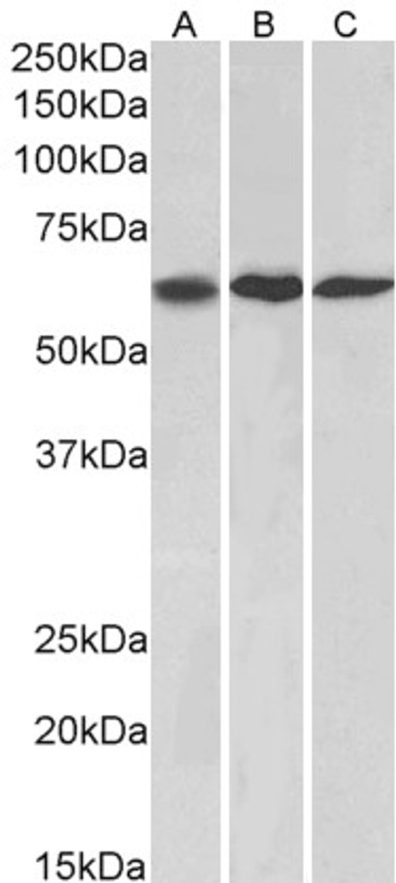 43-308 (2ug/ml) staining of Mouse fetal Kidney lysate (35ug protein in RIPA buffer) .Detected by chemiluminescence.