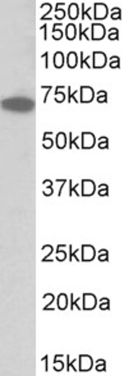 43-310 (1.5ug) immunoprecipitation from lysates of MK5/ERK3 double knockout MEFs, with (third lane) and without (fourth lane) rescued MK5/ERK3 expression through retroviral transduction. The corresponding lysates (first and second lane resp.) were analyz