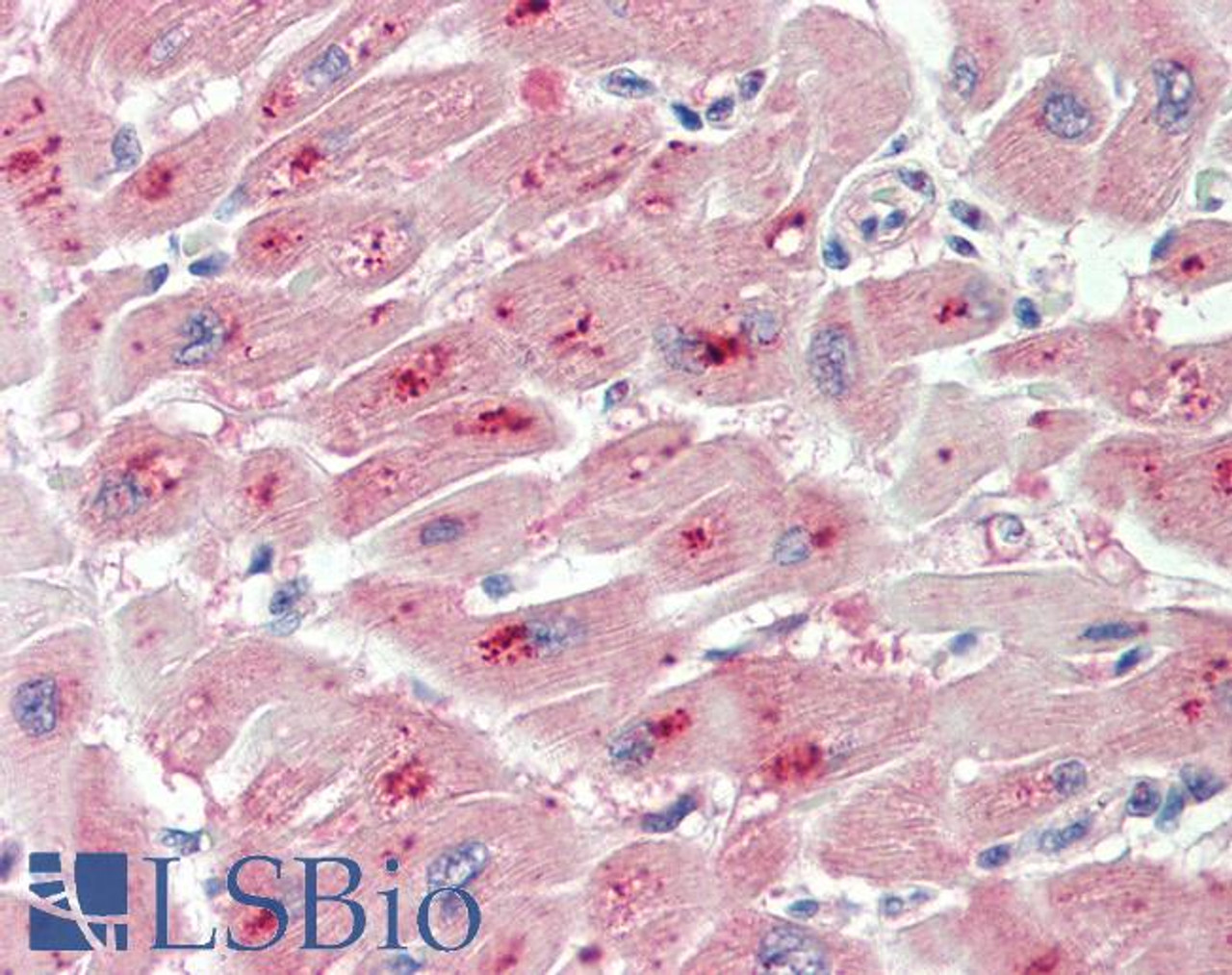43-319 (5ug/ml) staining of paraffin embedded Human Spleen. Steamed antigen retrieval with citrate buffer pH 6, AP-staining.